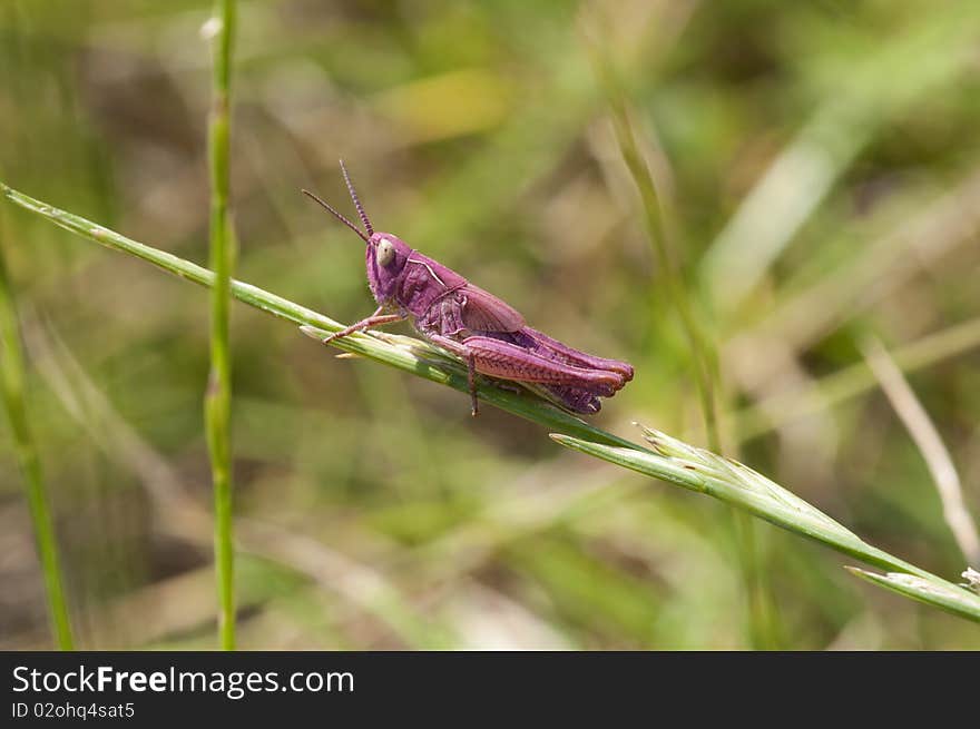 Pink grasshopper in a Macro - rare mutation