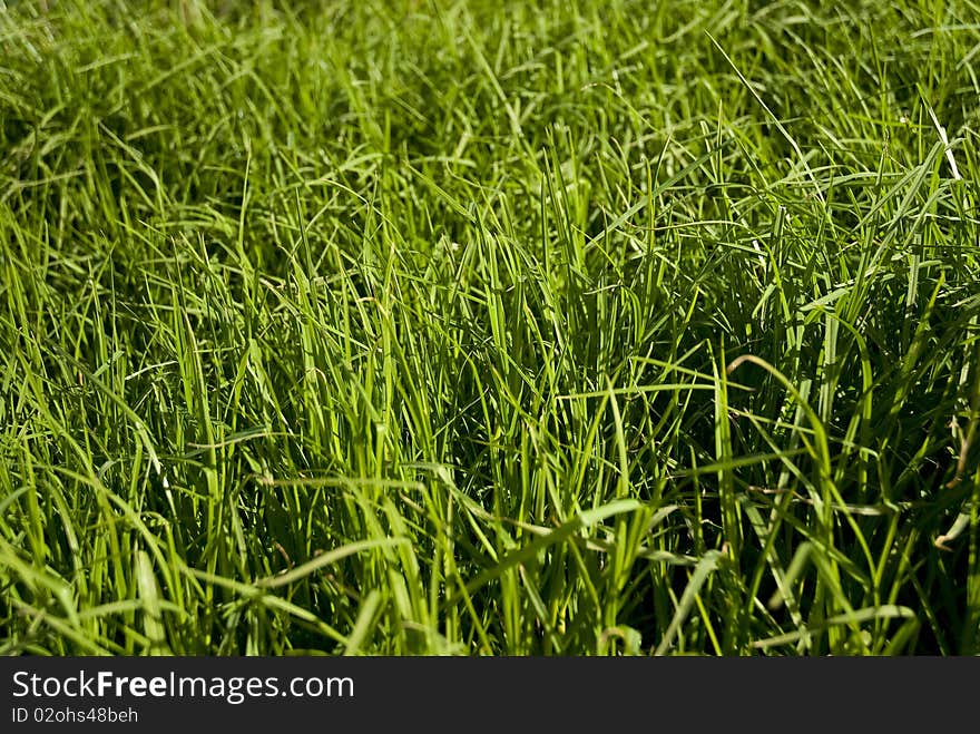 Uncut, lush growing green graas filling the frame. Uncut, lush growing green graas filling the frame