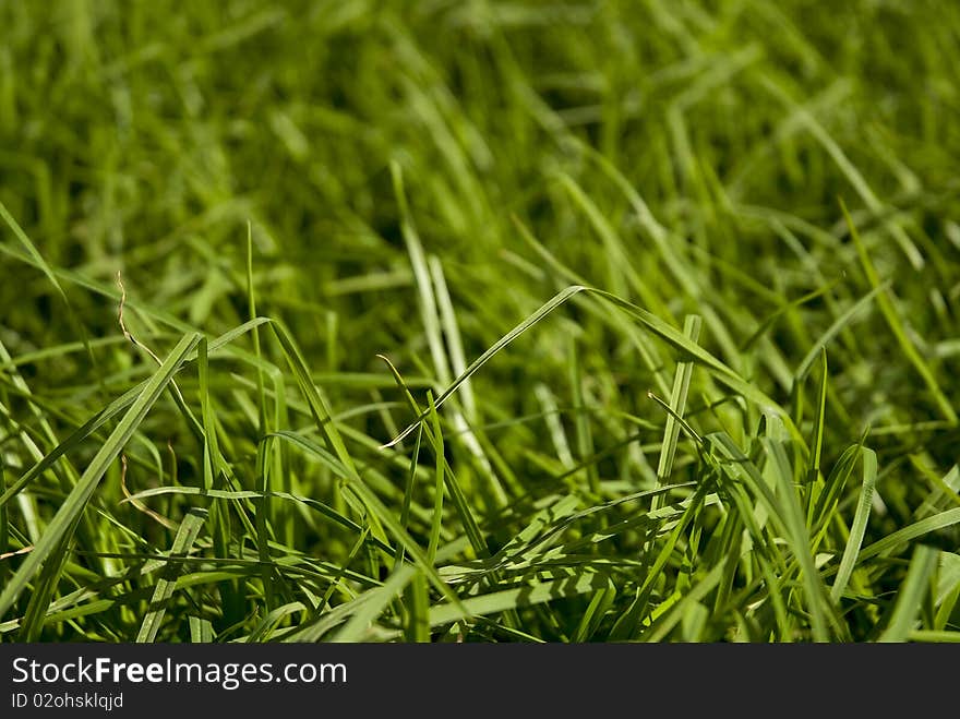 Uncut, lush growing green graas filling the frame. Uncut, lush growing green graas filling the frame