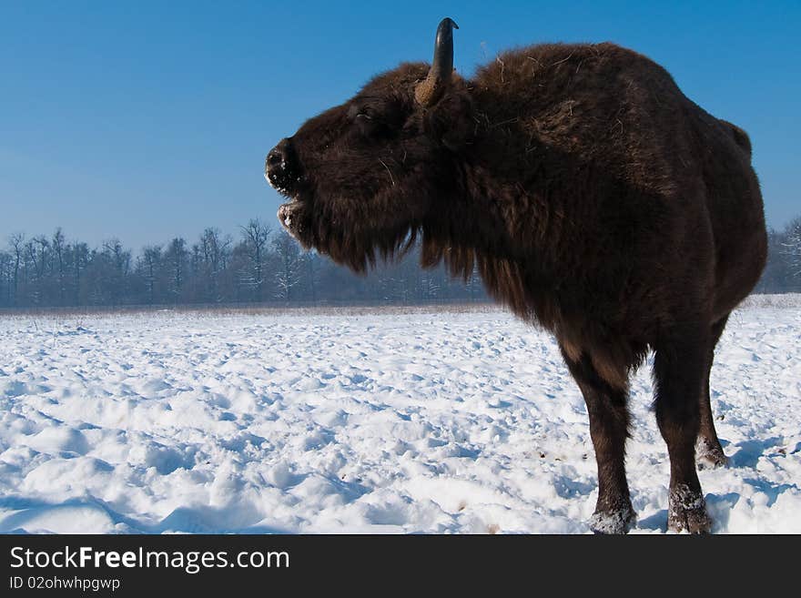 Lowing European Bison (Bison bonasus) female in winter