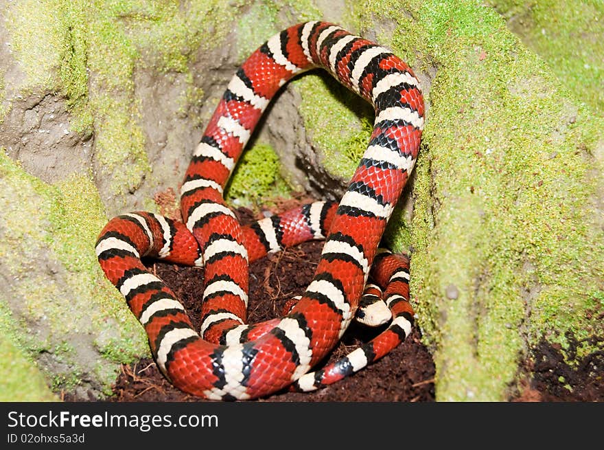 Kingsnake in Terrarium (Lampropeltis pyromelana)