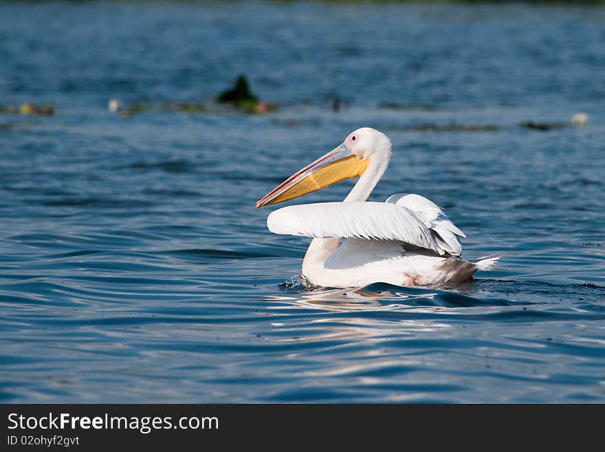 Great White Pelican