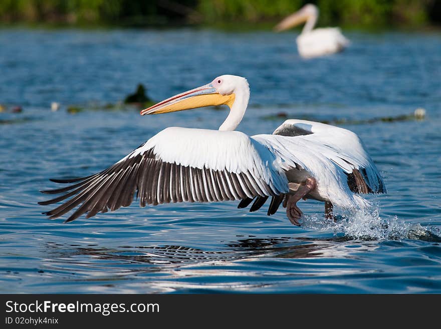 Great White Pelican Taking Off