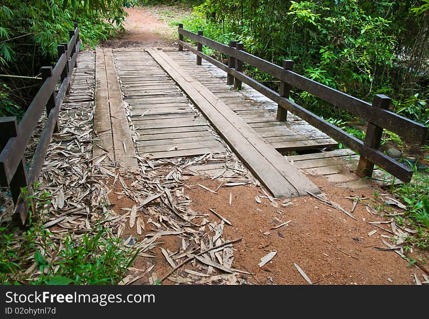 Bridge in the forest