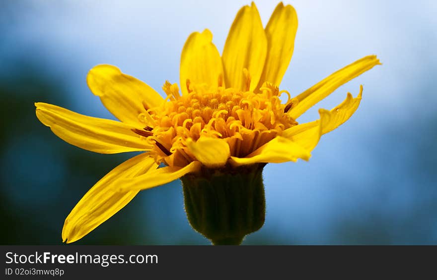 Yellow flower on blue background, macro. Yellow flower on blue background, macro