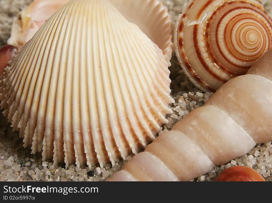 Seashells assortment on the sand