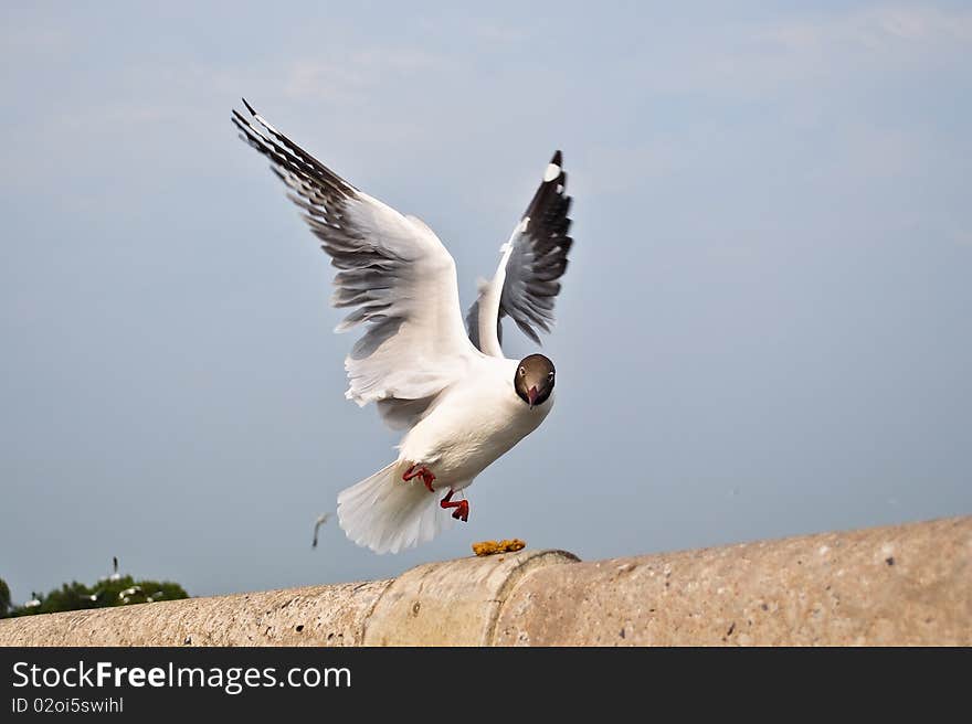 Seagull was flying to grab food.