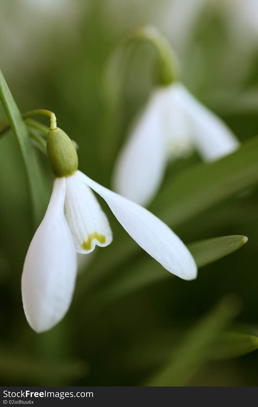 Close up of a white snowdrop. Close up of a white snowdrop