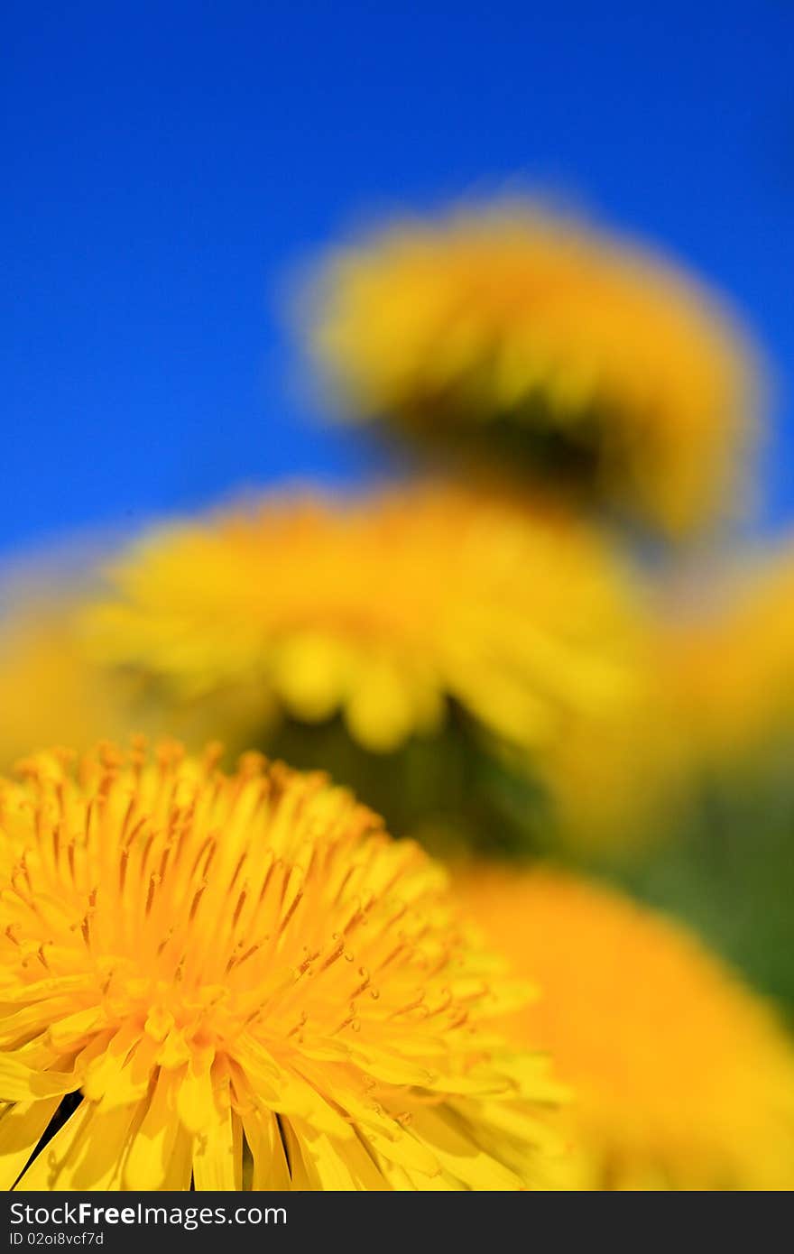 Close up of a dandelion