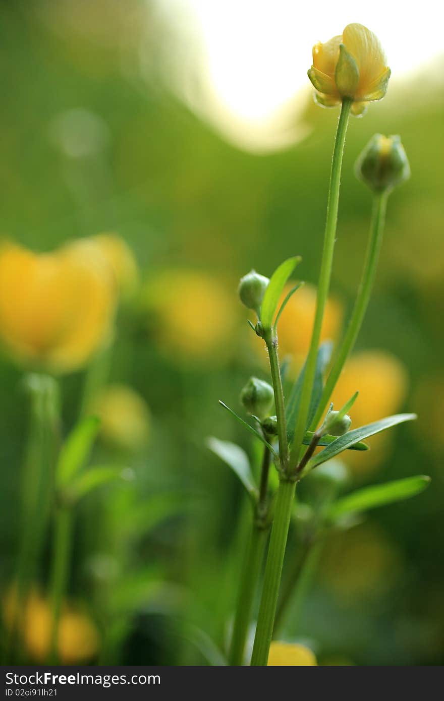 Close up of a globeflower