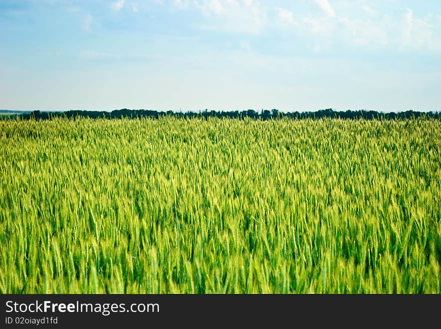 The field with ears of wheat summer day. The field with ears of wheat summer day