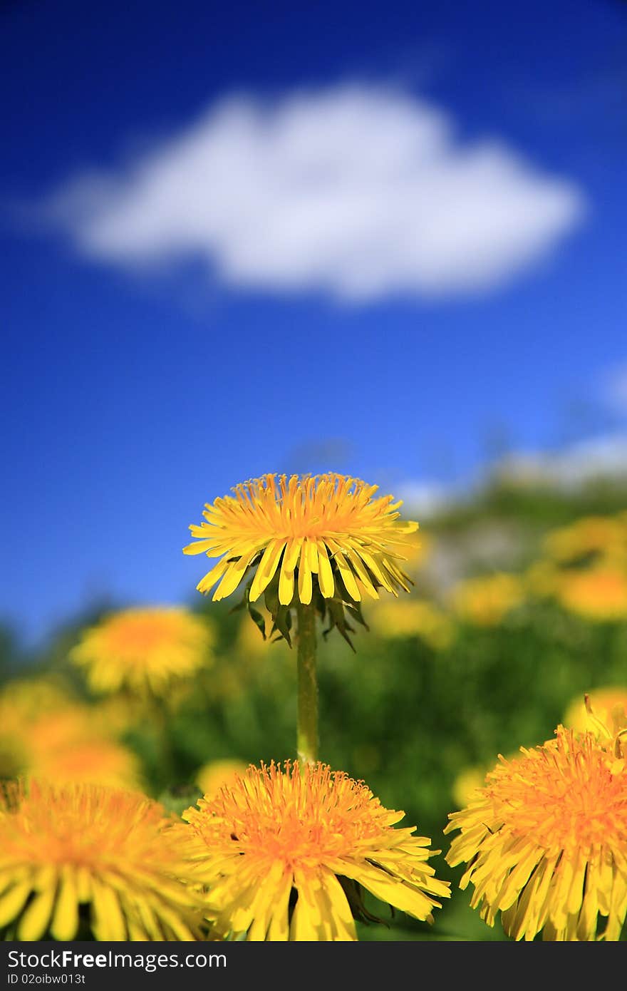 Close up of a dandelion