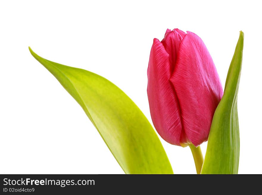 Close up of a singel tulip