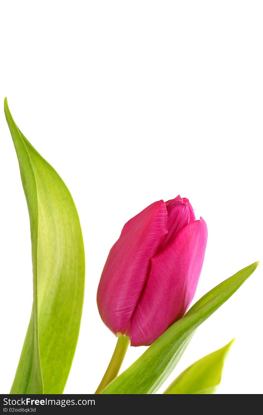 Close up of a singel tulip