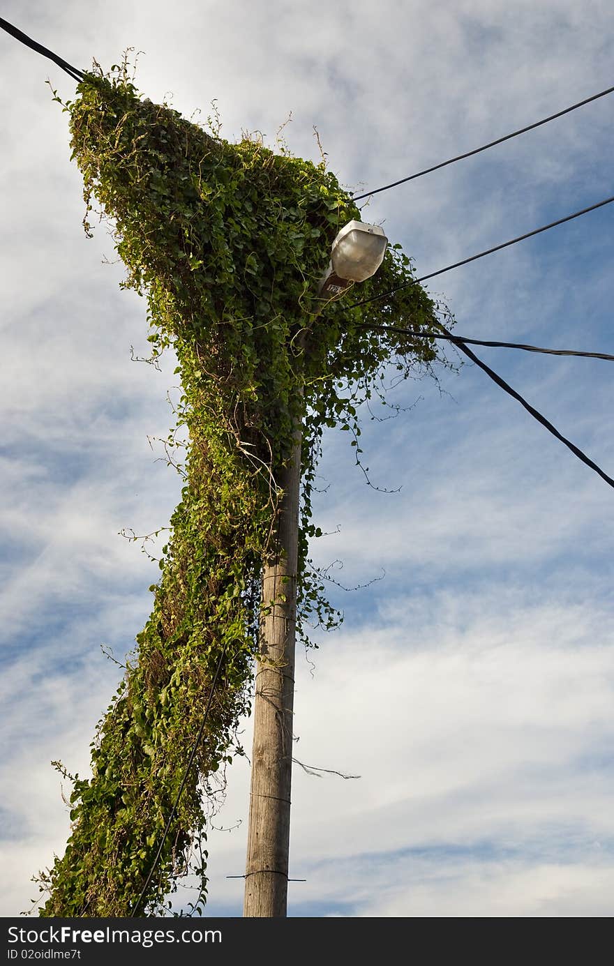 Electricity pole in township