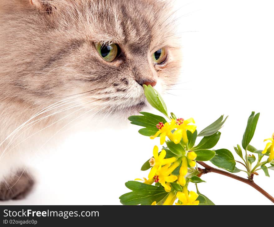 The cat and flower