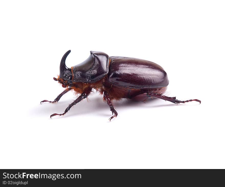 The European rhinoceros beetle