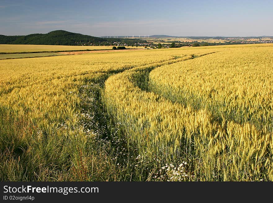 Barley field