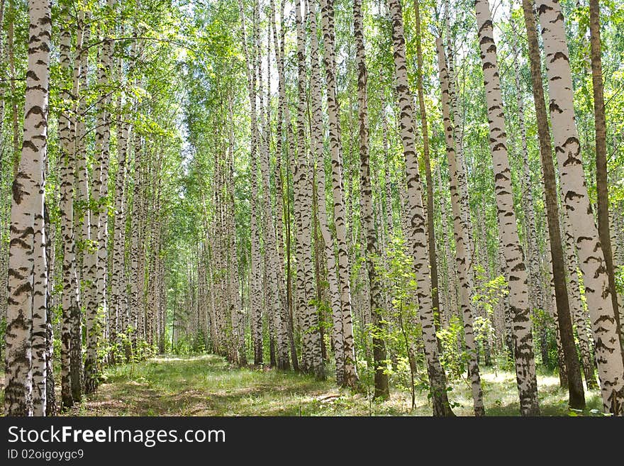 Natural background - a summer birchwood.Birchwood shined with the sun