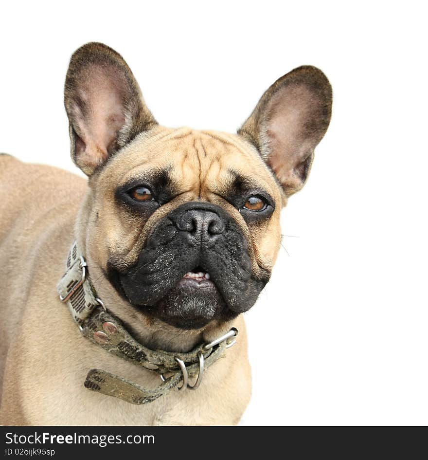 French Bulldog On A White Background