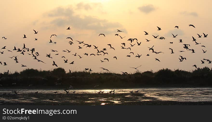 Gulls group together in sunset, flying away to their sleeping place. Gulls group together in sunset, flying away to their sleeping place.