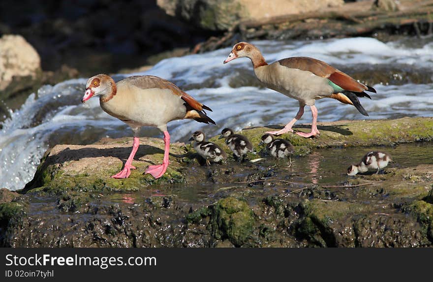 Egyptian goose parents and teir nestlings. Egyptian goose parents and teir nestlings