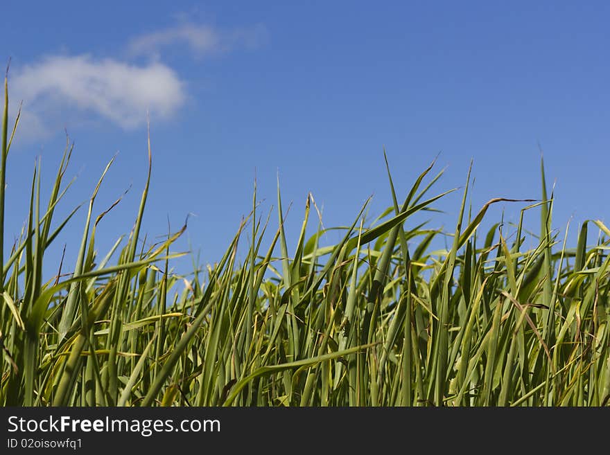 Sudan Grass with sky background and cloud.