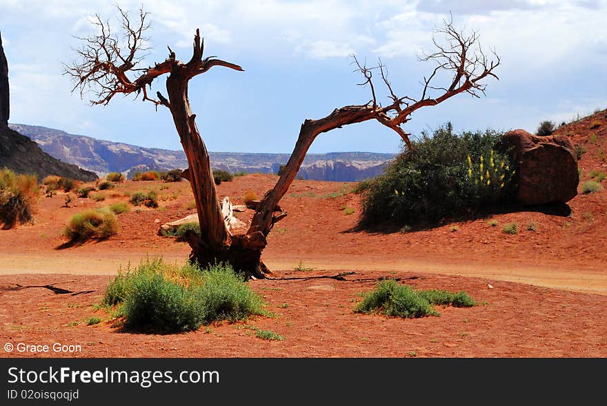 Tree at Monument Valley