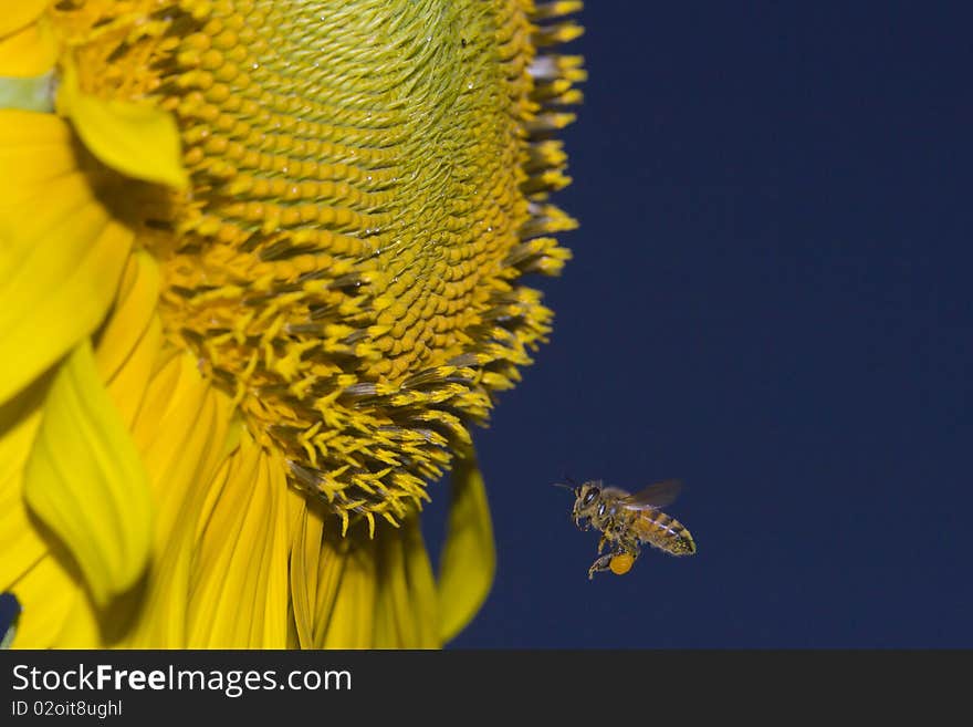 Sunflower being pollinated by Apis mellifera honey bee. Sunflower being pollinated by Apis mellifera honey bee