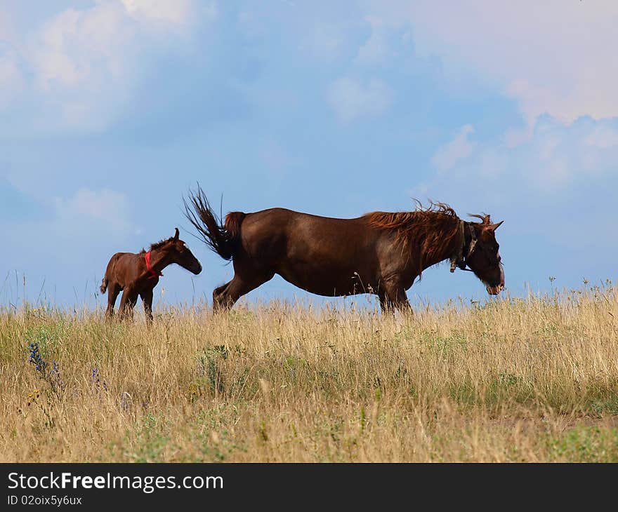 Horse and foal grazing in the field. Horse and foal grazing in the field