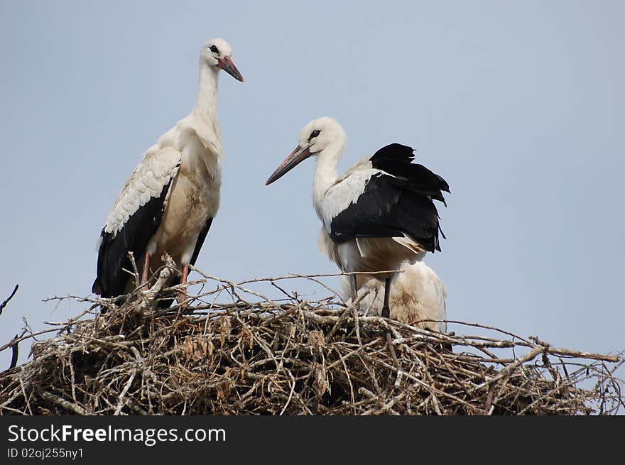 Stork on the nest.Kiev,Ukraine