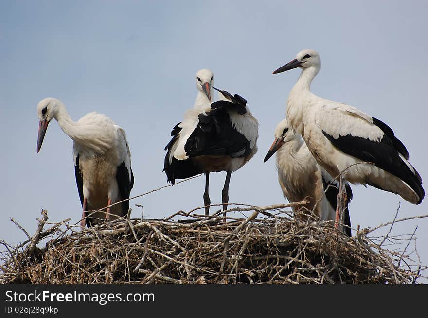 Stork on the nest.Kiev,Ukraine