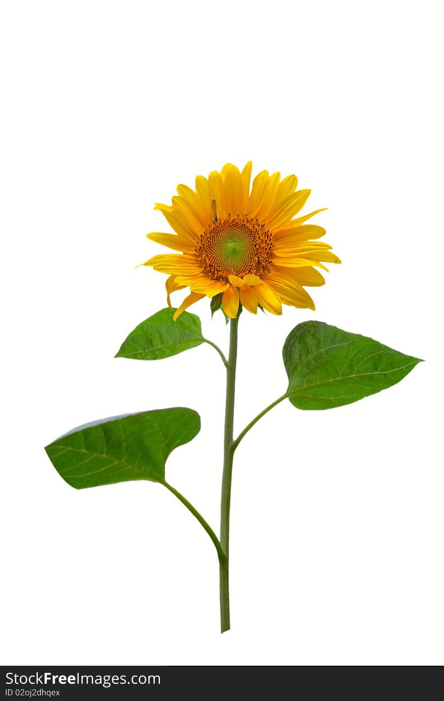 Gorgeous sunflower with green leaves Isolated over white background