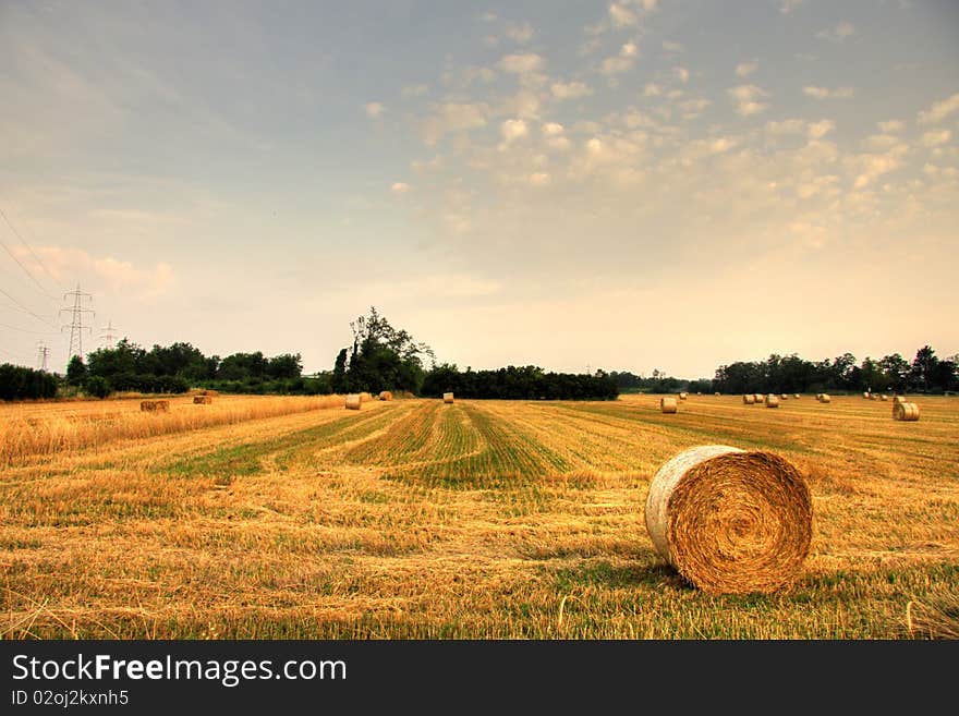 Harvesting hay in a field of oats. Harvesting hay in a field of oats