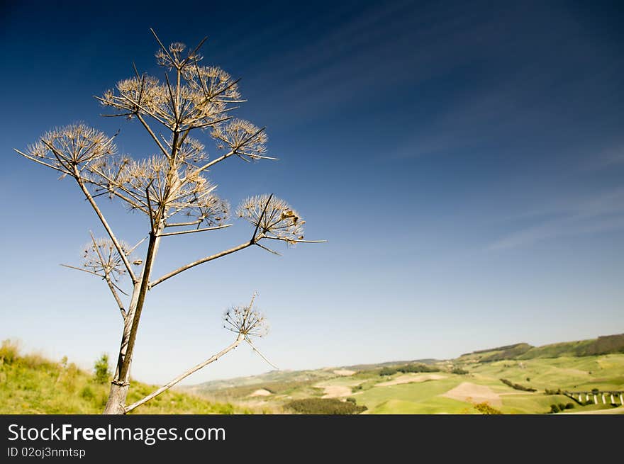 Dried wild plant against the blue sky