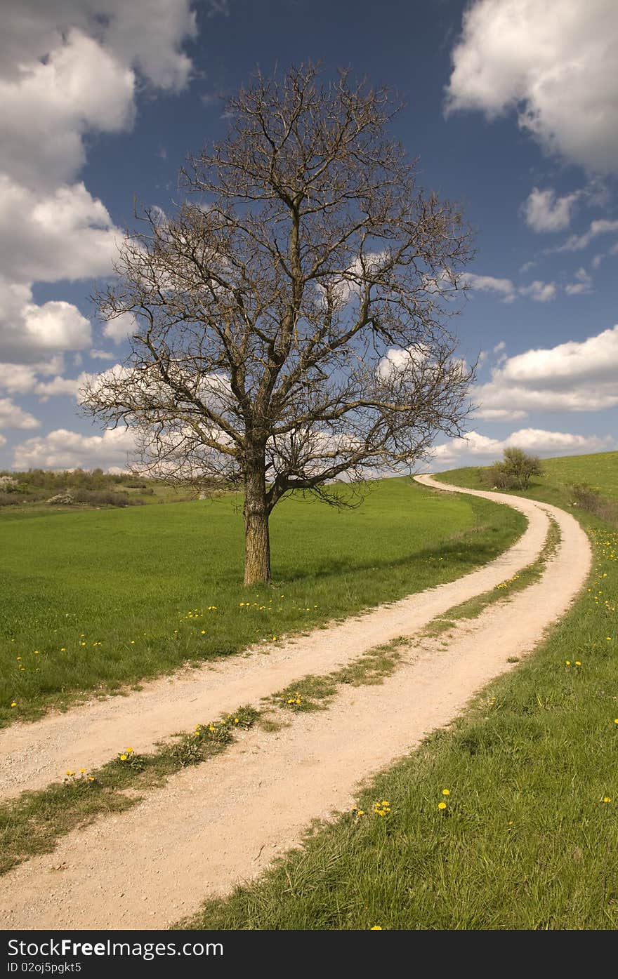 Country road with old dried tree