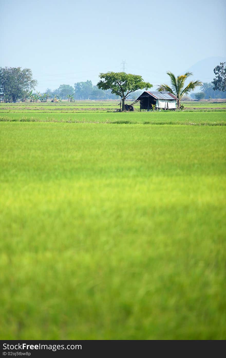 Grass Hut in a Rice Field