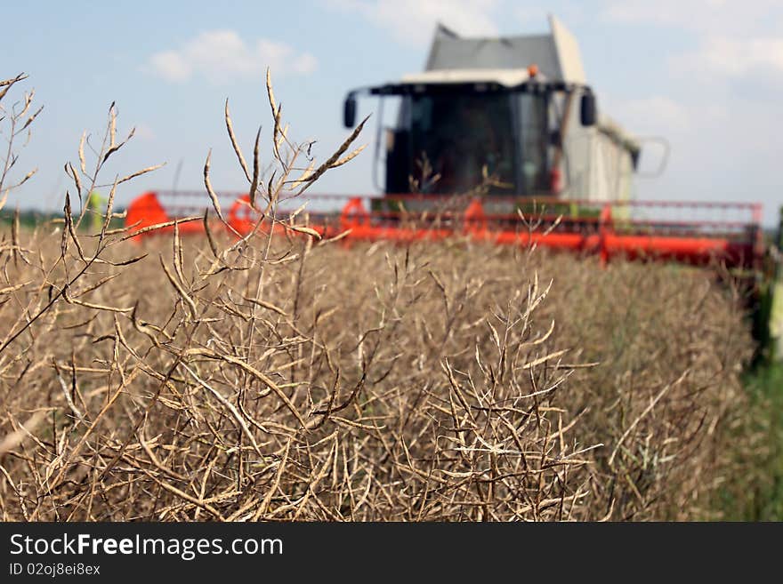 Machine harvesting Rape (Brassica napus)