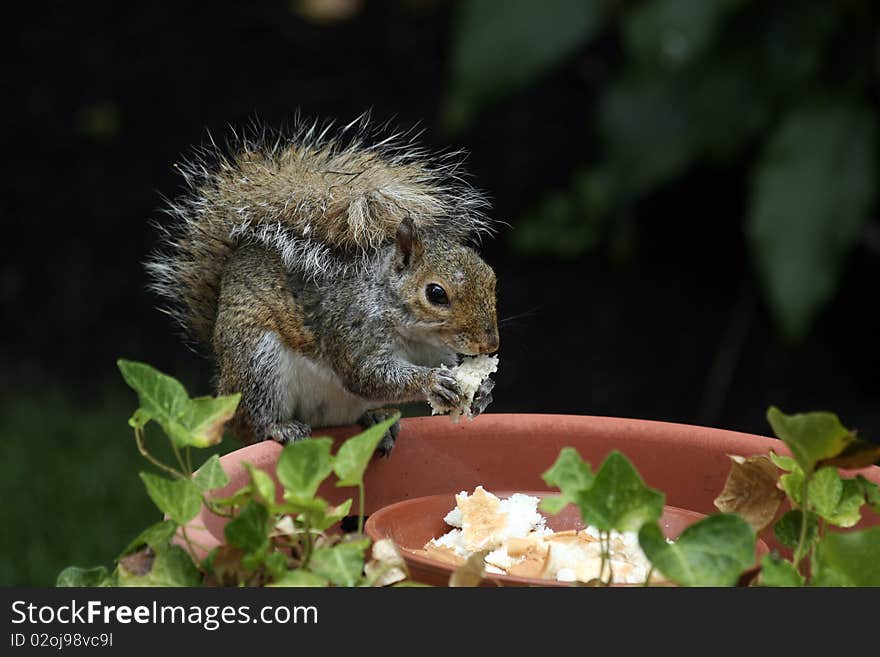 Gray squirrel with fluffy tail sitting on edge of dish eating a piece of bread.