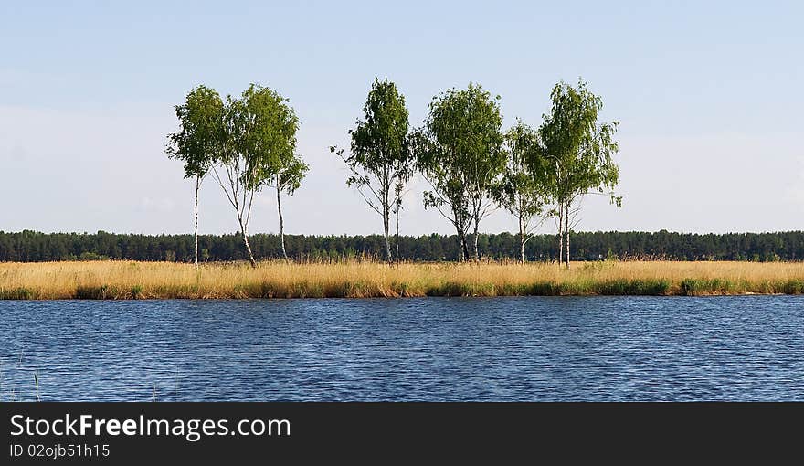 Birches on river bank