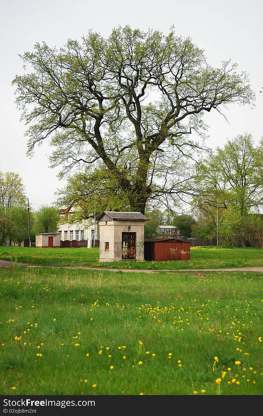 Old shack and tree on green grass