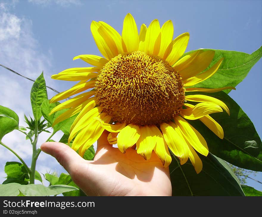 Holding Sunflower