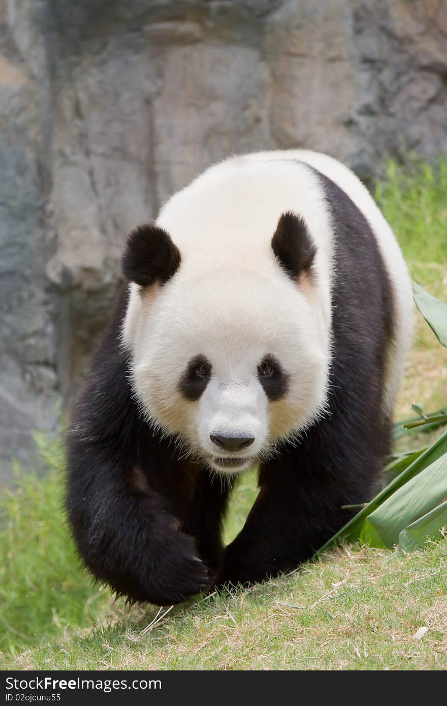 A lovely panda in the zoo. A lovely panda in the zoo