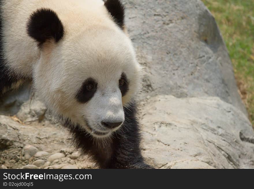 Giant Panda