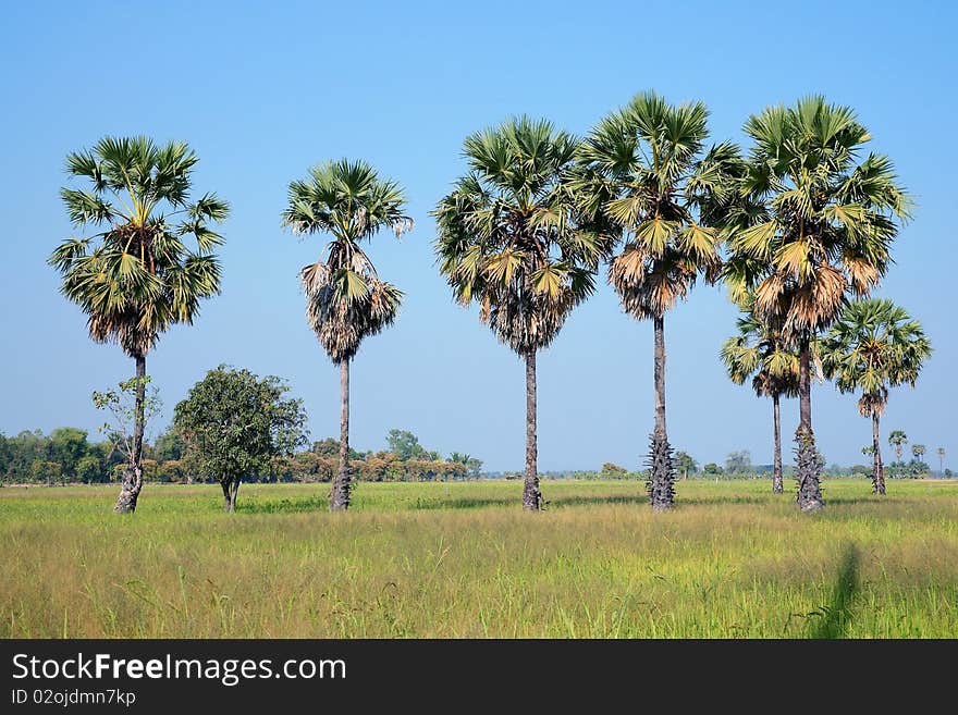 Palm in the rice field