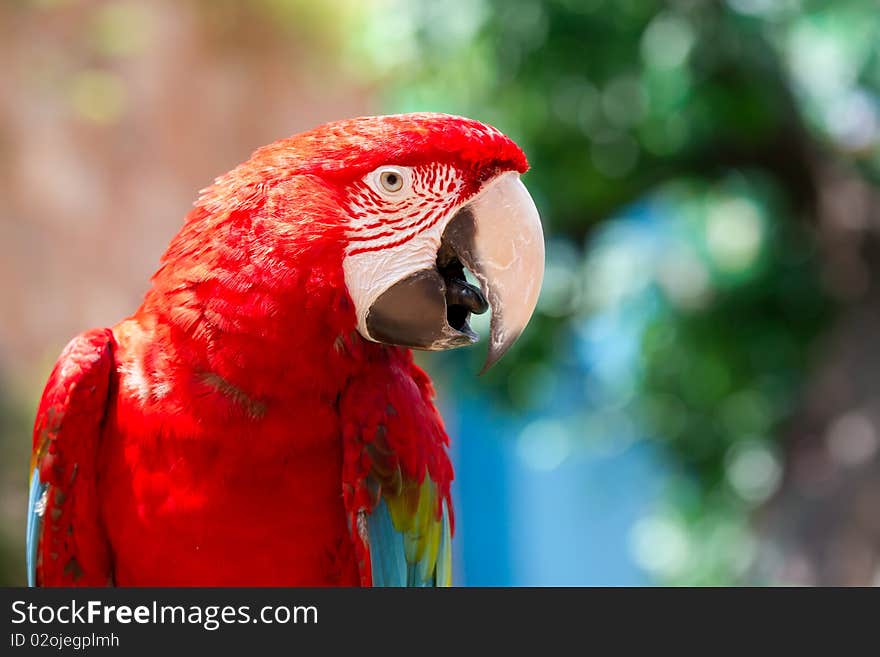 A red parrot standing on the tree