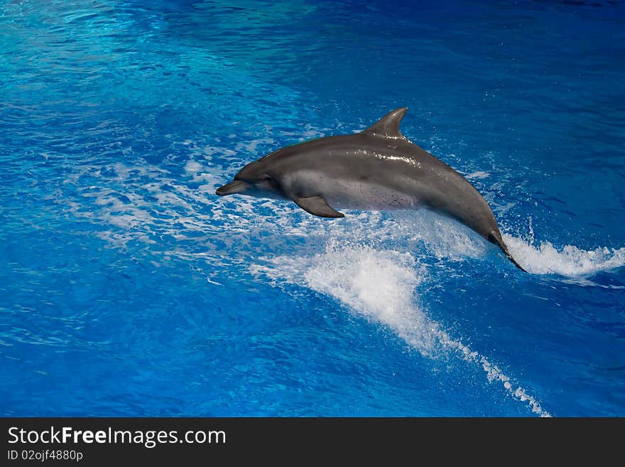 Dolphins