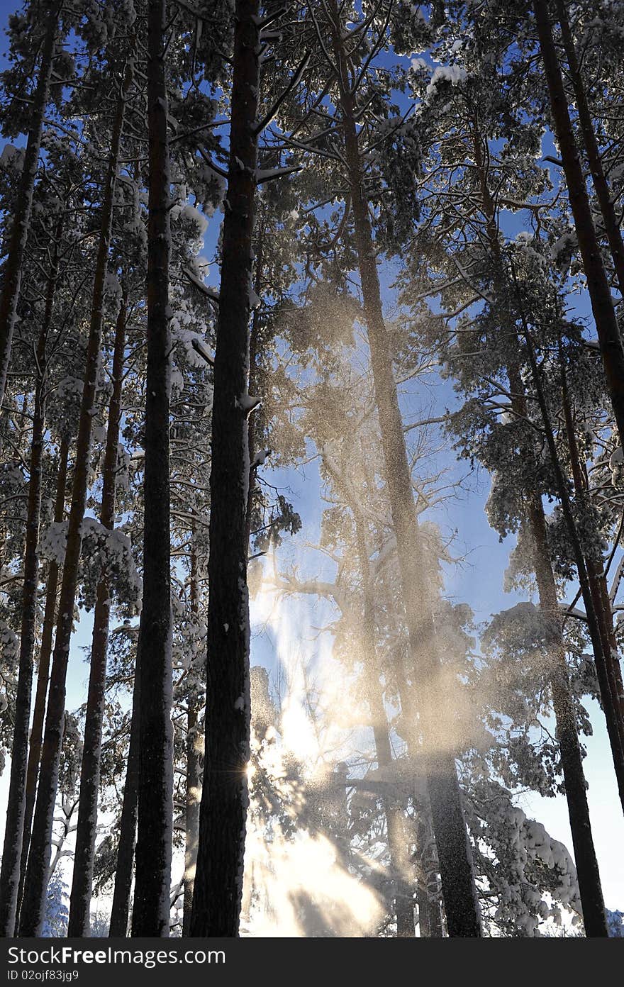 Winter trees covered with snow all over