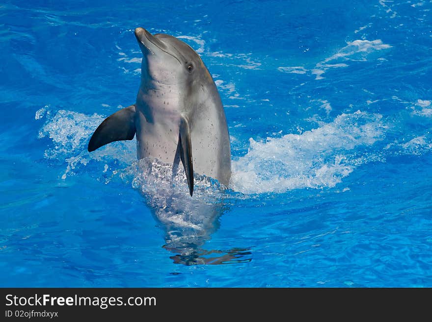 The dolphins' performance, jump out the water