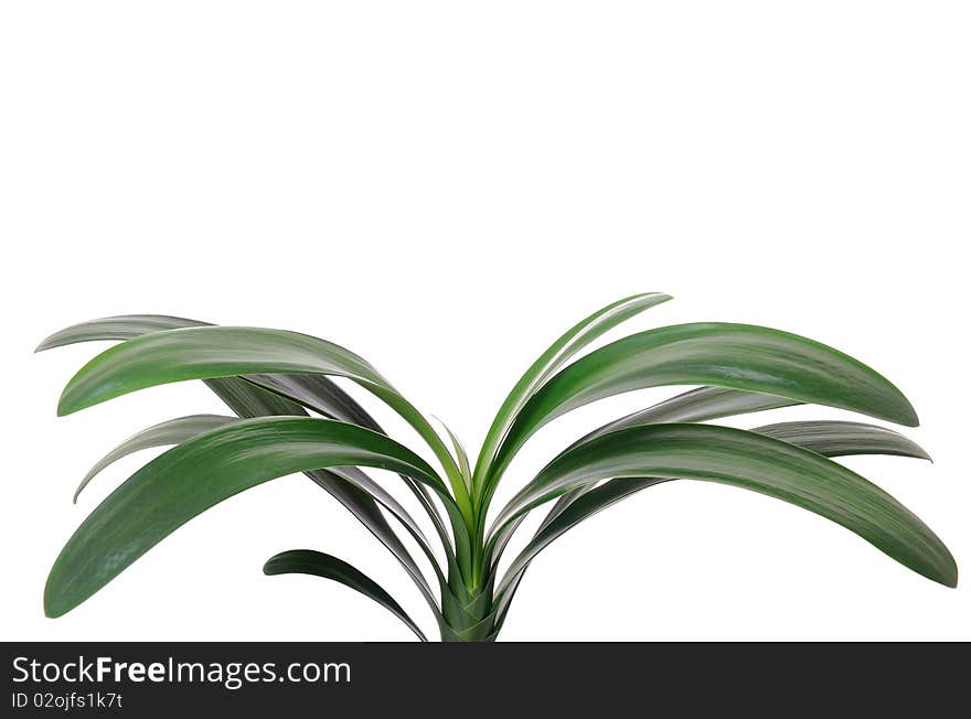 Clivia close up in a white background